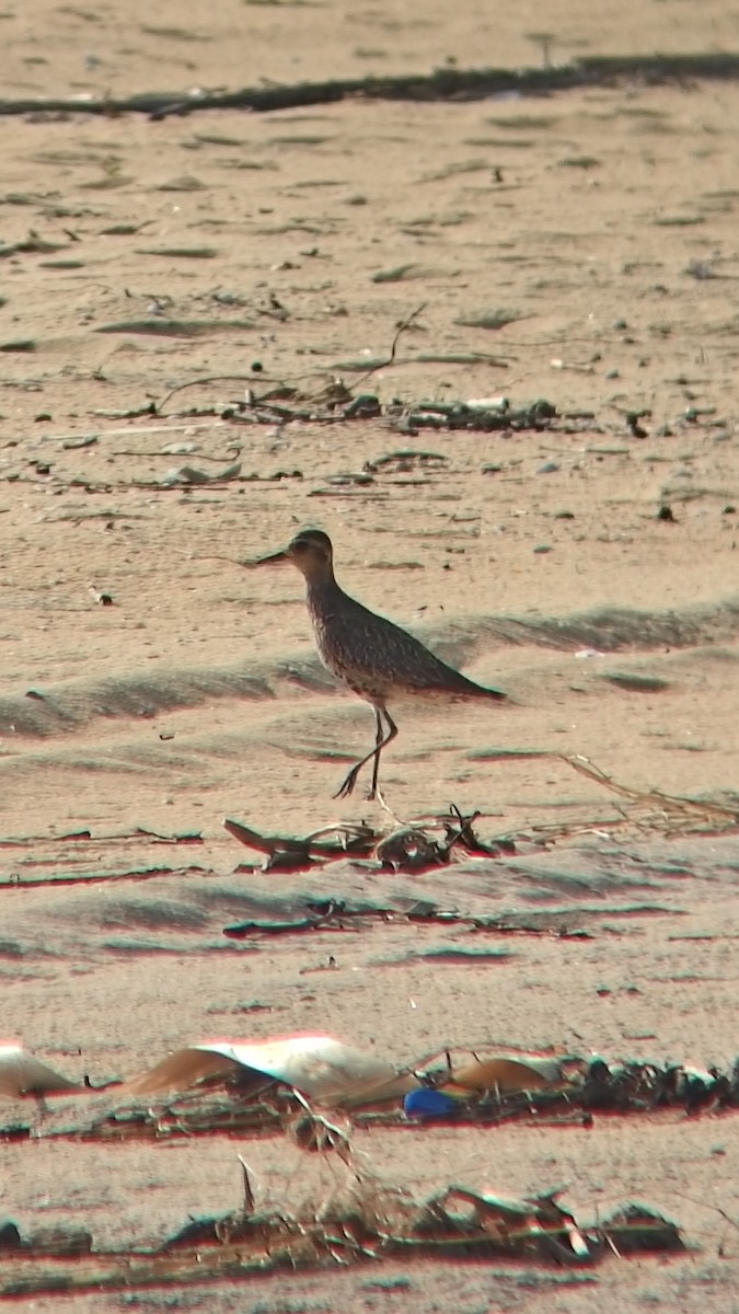 Азийн сүвээ цагаан - ML644501188