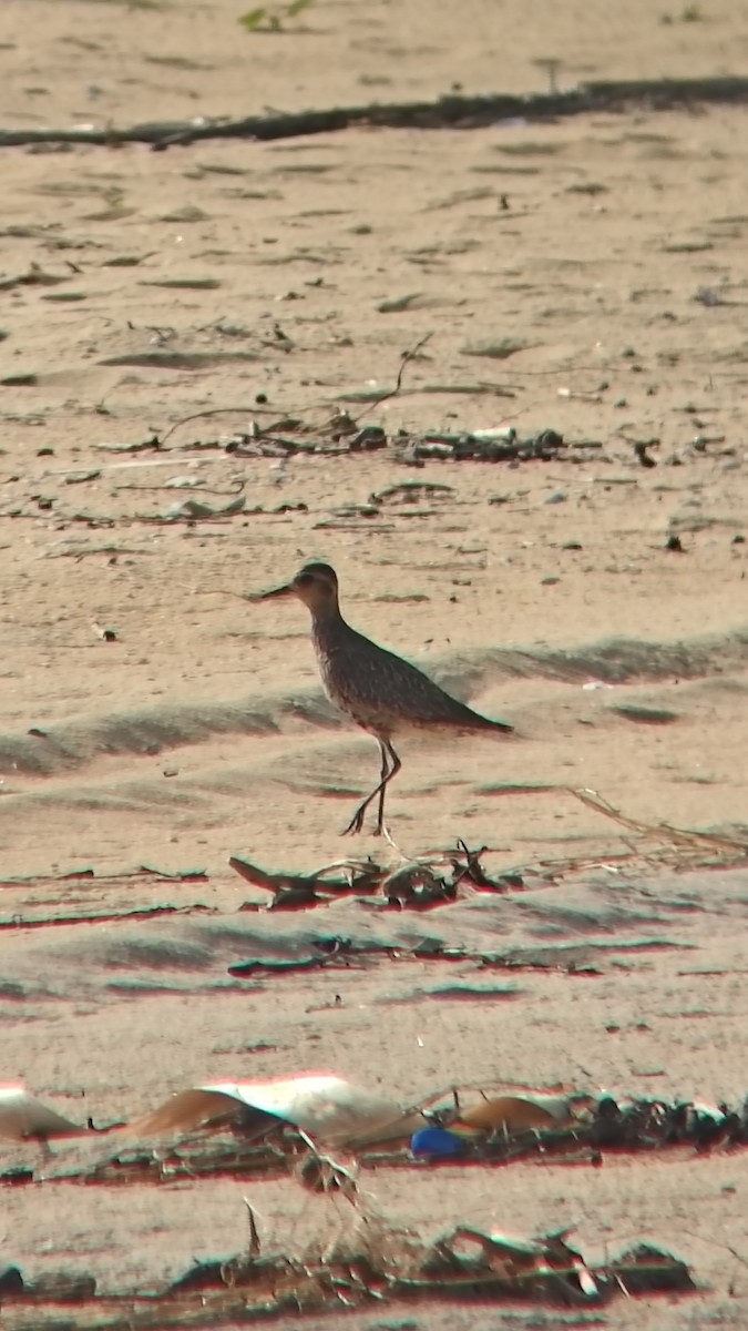 Азийн сүвээ цагаан - ML644501189