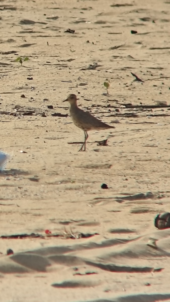 Азийн сүвээ цагаан - ML644501190