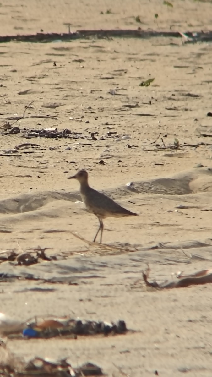 Азийн сүвээ цагаан - ML644501191