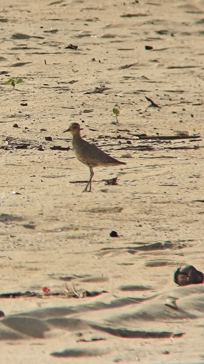 Азийн сүвээ цагаан - ML644501192