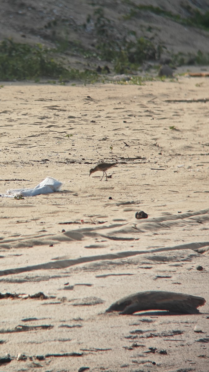 Азийн сүвээ цагаан - ML644501193