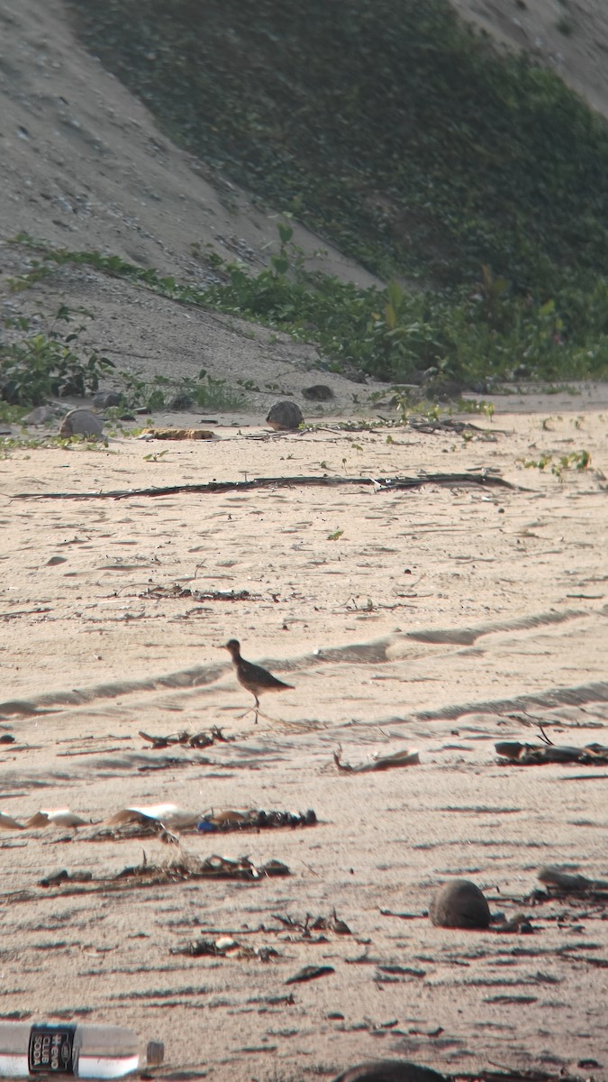 Азийн сүвээ цагаан - ML644501194