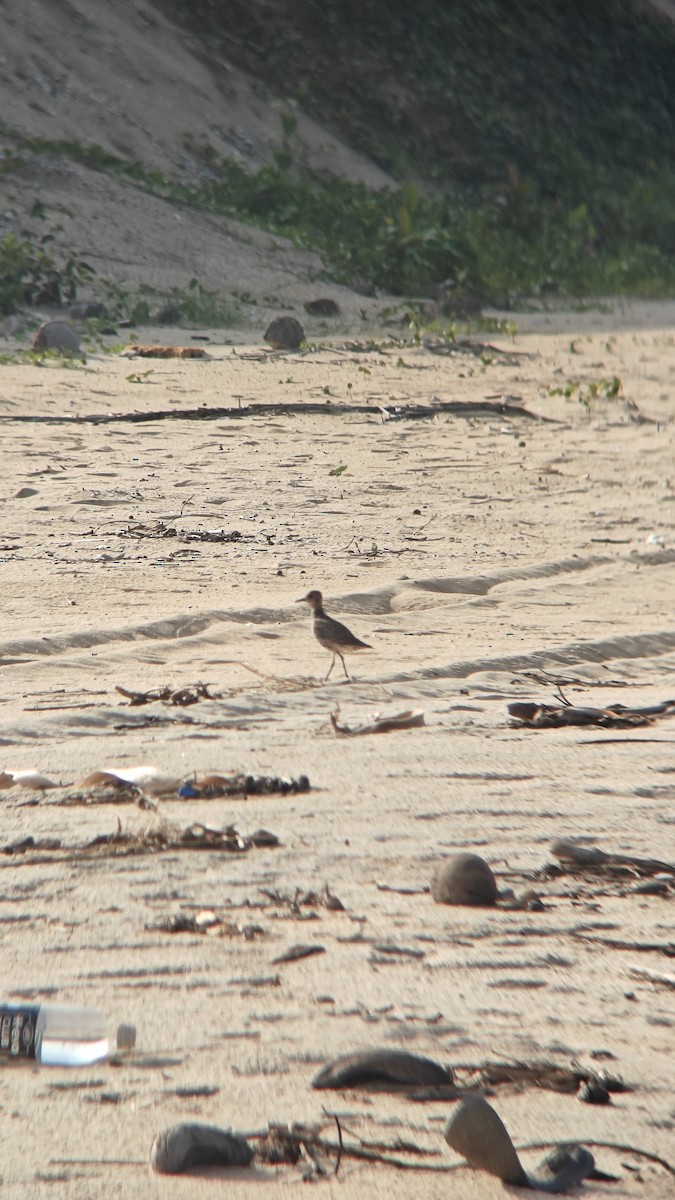 Азийн сүвээ цагаан - ML644501195