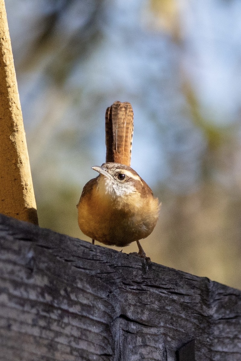 Carolina Wren - ML644501202