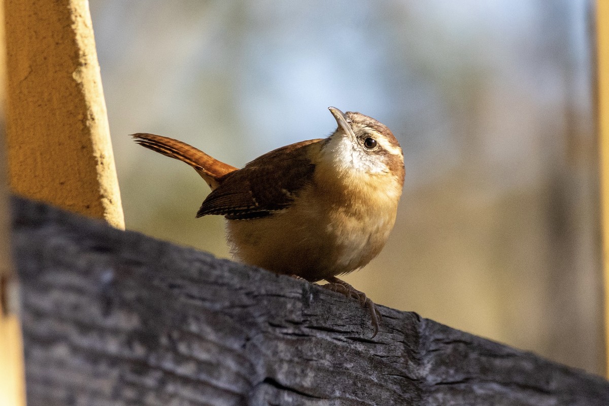 Carolina Wren - ML644501203