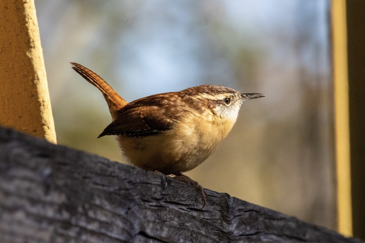 Carolina Wren - ML644501204