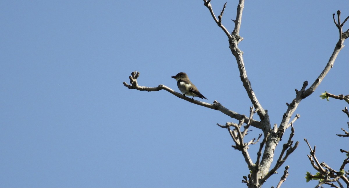 Olive-sided Flycatcher - ML644501212