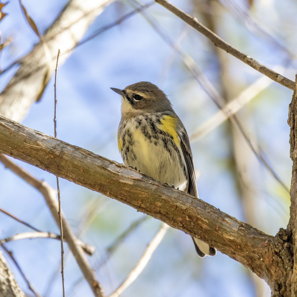 Yellow-rumped Warbler - ML644501215