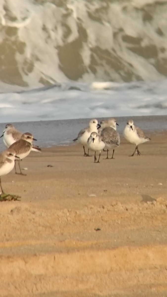 ミユビシギ - ML644501219