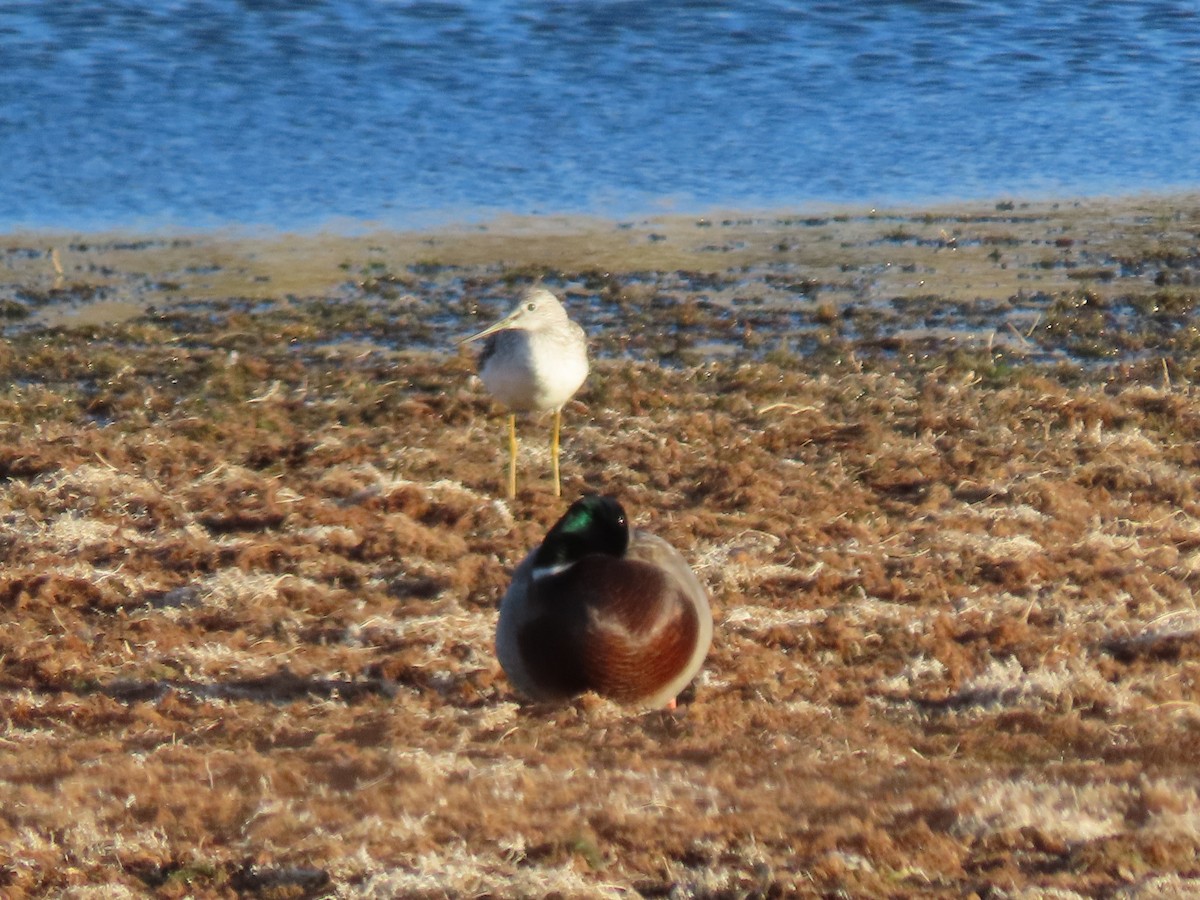 Greater Yellowlegs - ML644501222