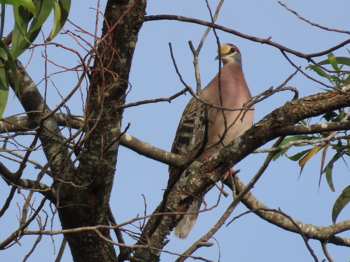Common Bronzewing - ML644501228