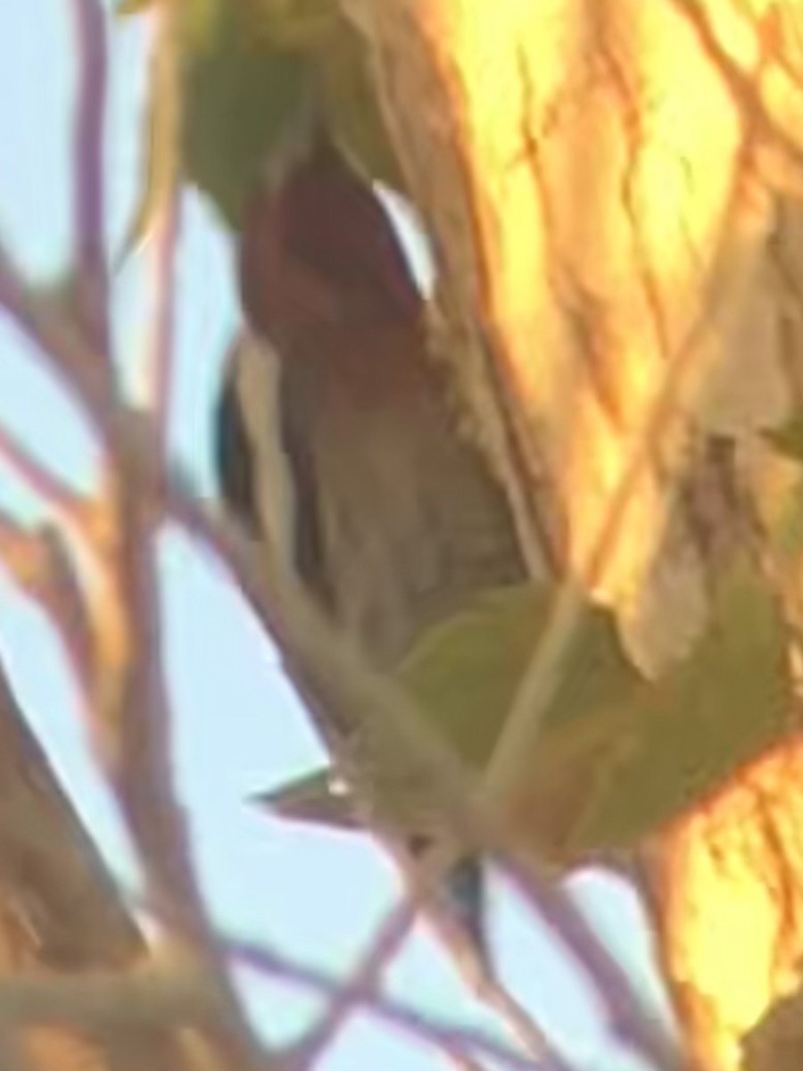 Red-breasted Sapsucker - ML644501230