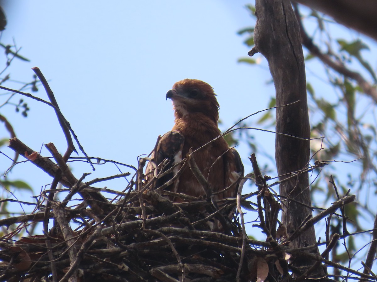 Square-tailed Kite - ML644501234