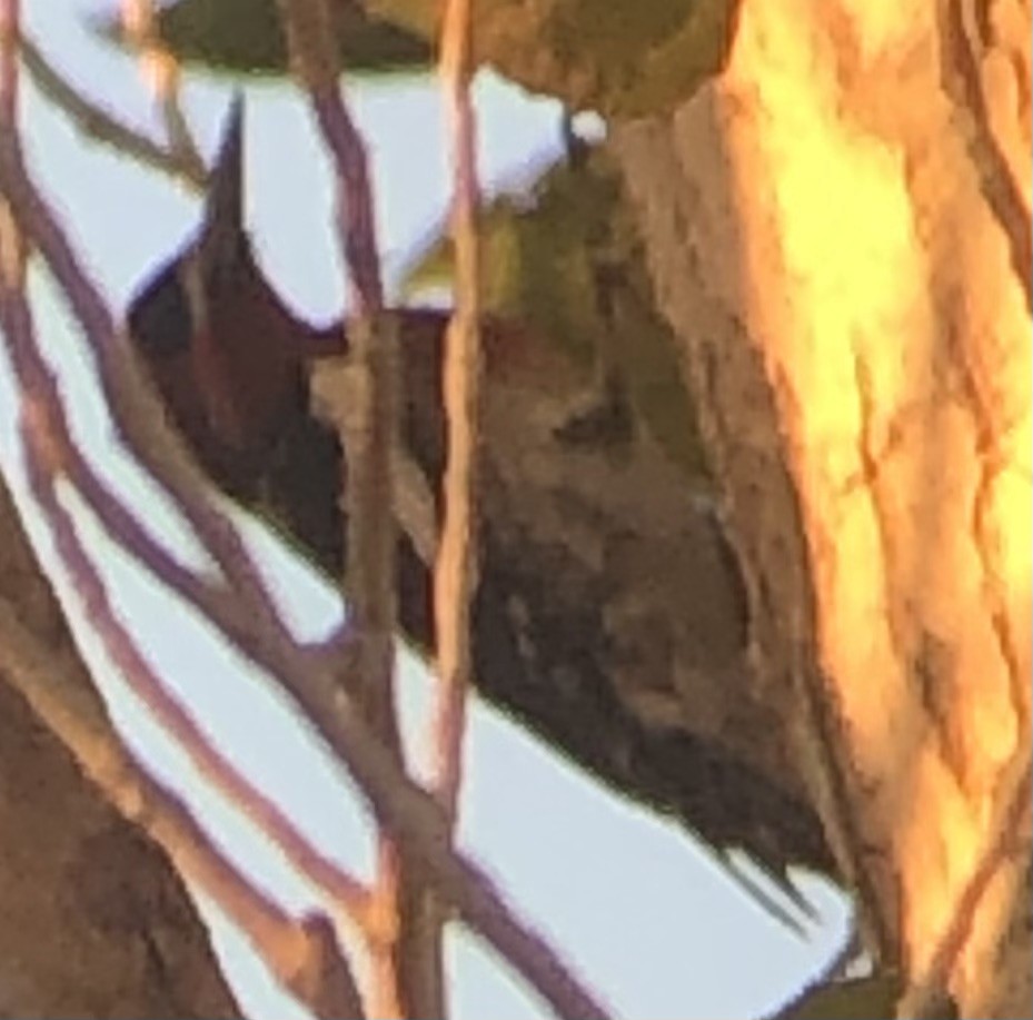 Red-breasted Sapsucker - ML644501235