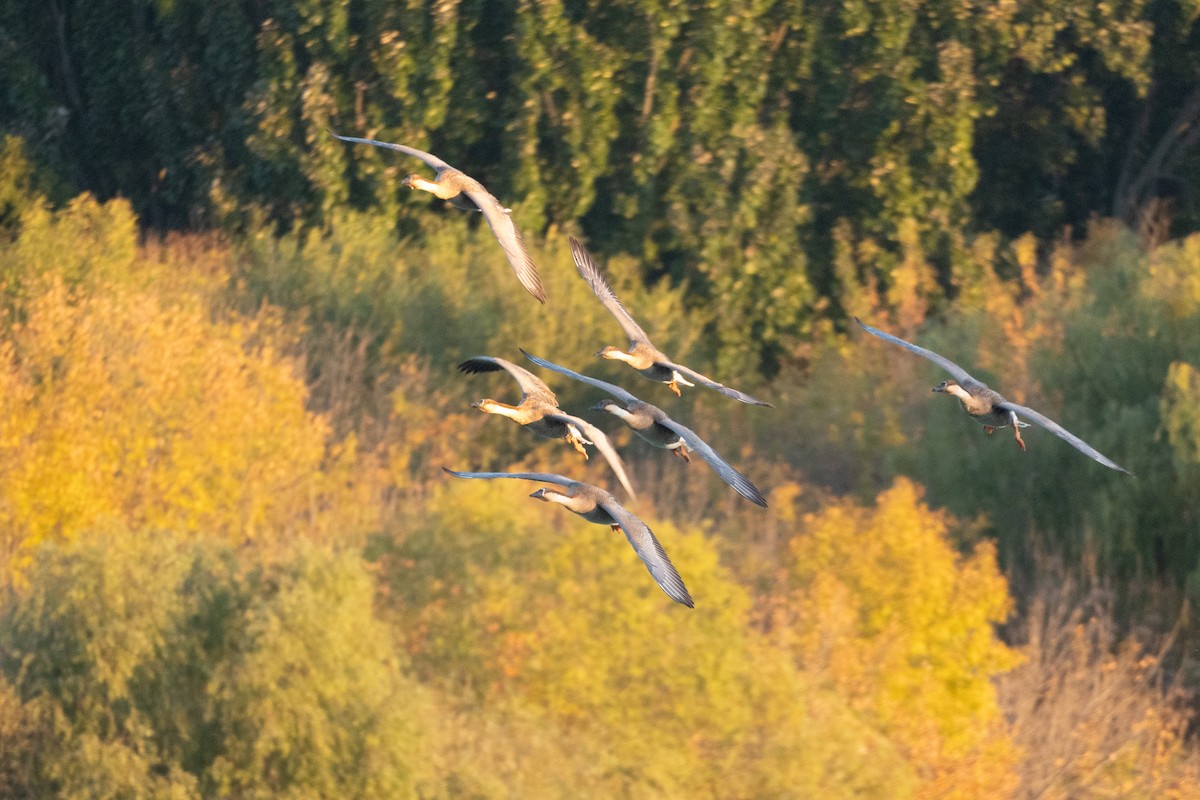 Çin Kazı - ML644501236