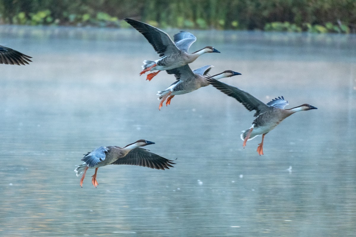 Çin Kazı - ML644501237