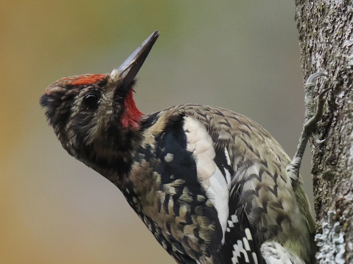 Yellow-bellied Sapsucker - ML644501248