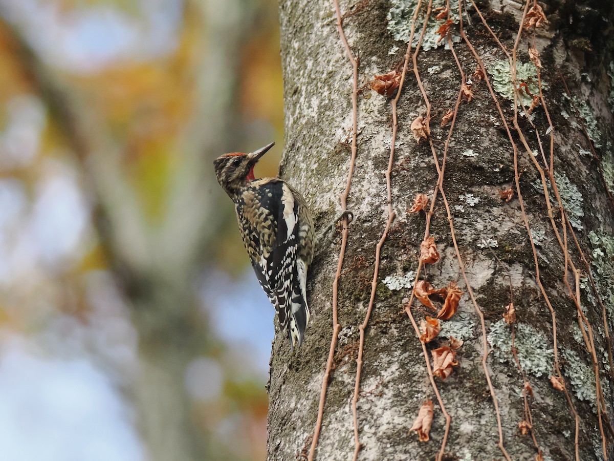 Yellow-bellied Sapsucker - ML644501249