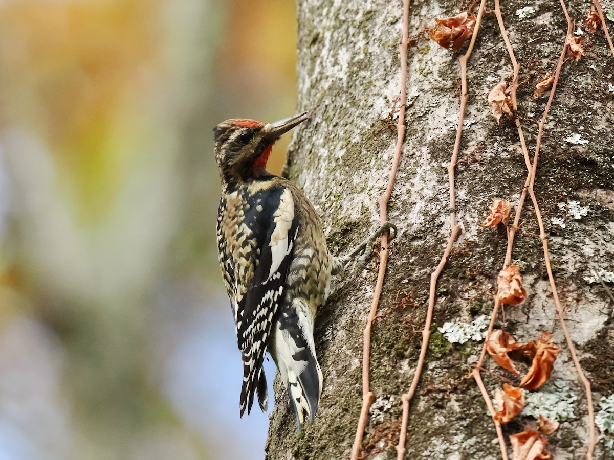 Yellow-bellied Sapsucker - ML644501250