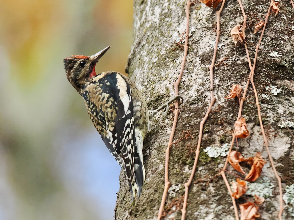 Yellow-bellied Sapsucker - ML644501251