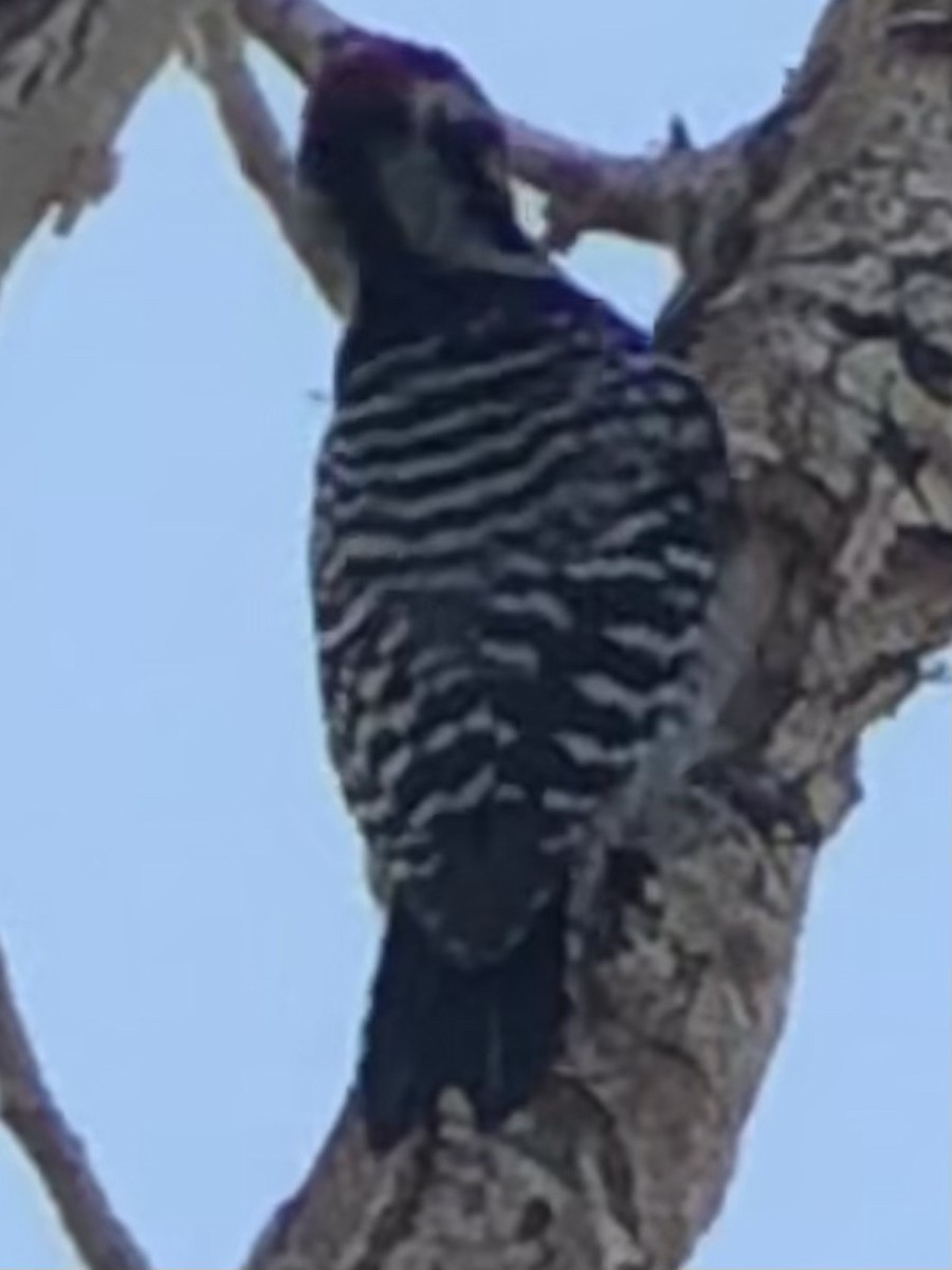 Nuttall's x Ladder-backed Woodpecker (hybrid) - ML644501253