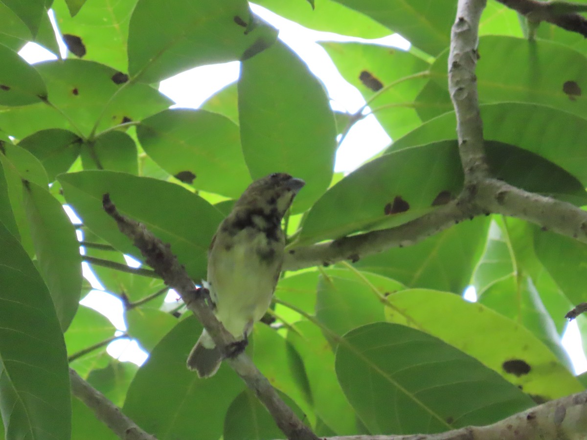 Чёрный просяночник - ML644501254