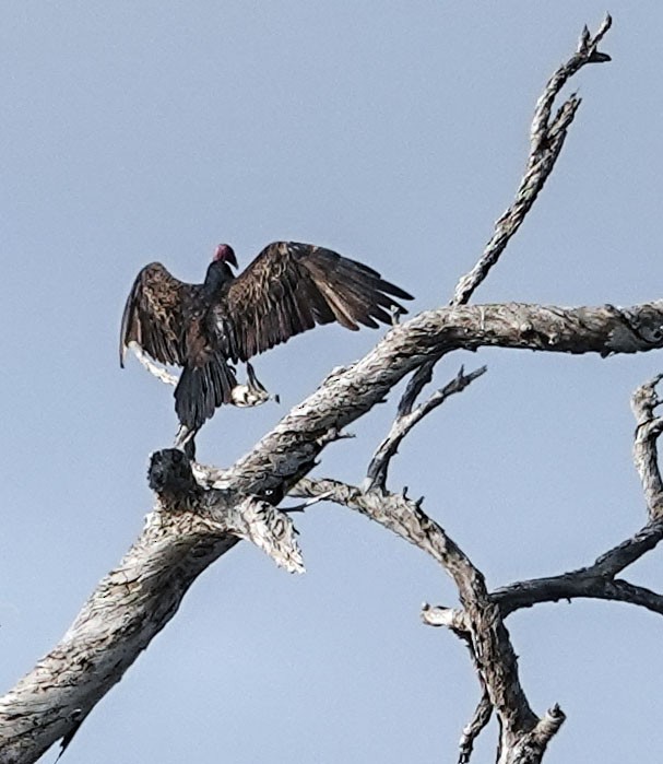 ヒメコンドル - ML644501257