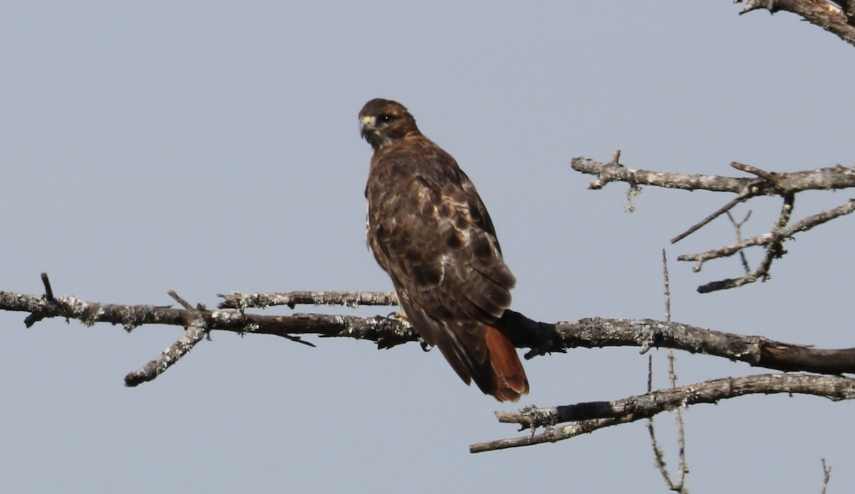 Red-tailed Hawk (borealis) - ML644501258