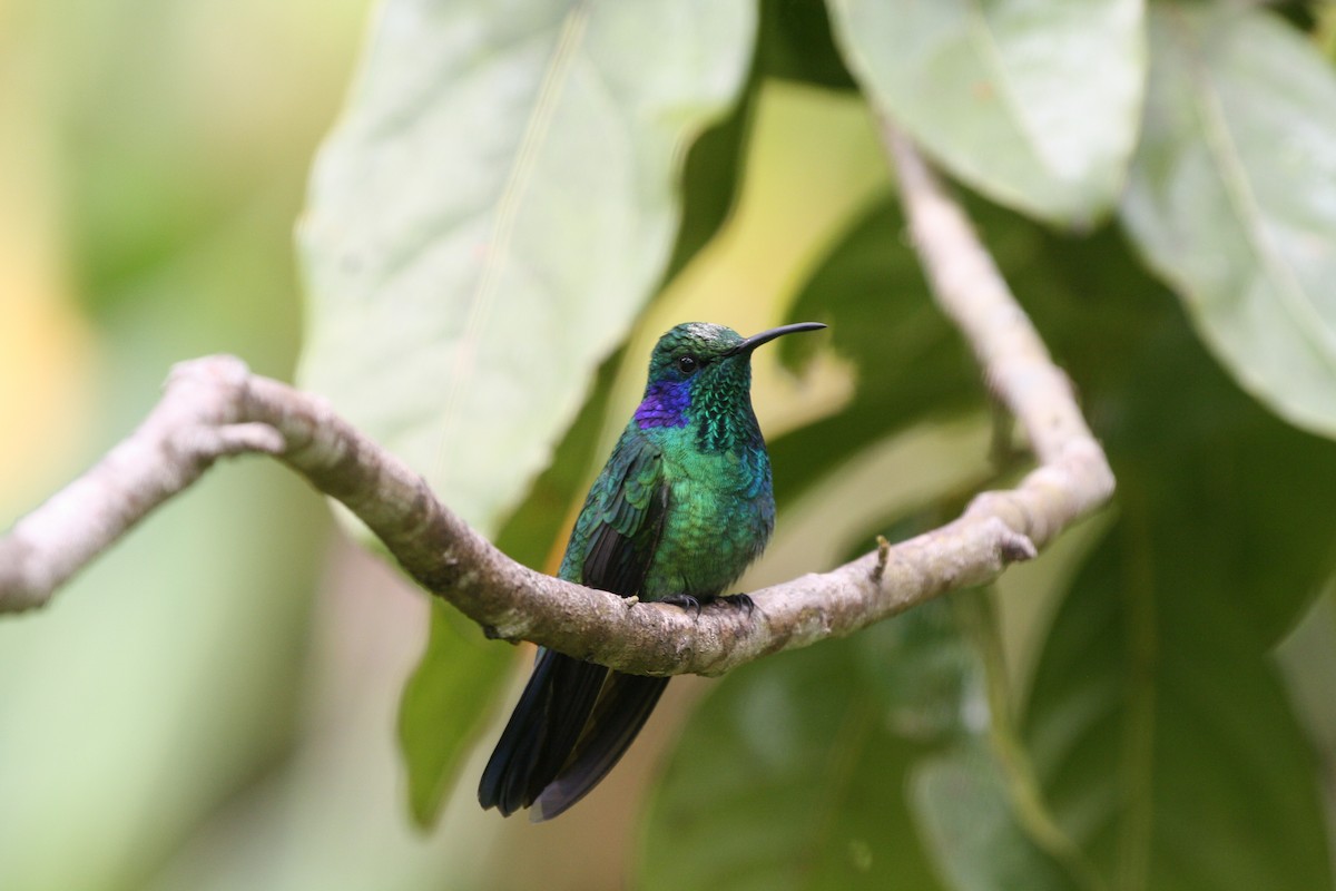 Lesser Violetear - ML644501260