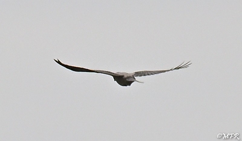 ズキンガラス - ML644501262