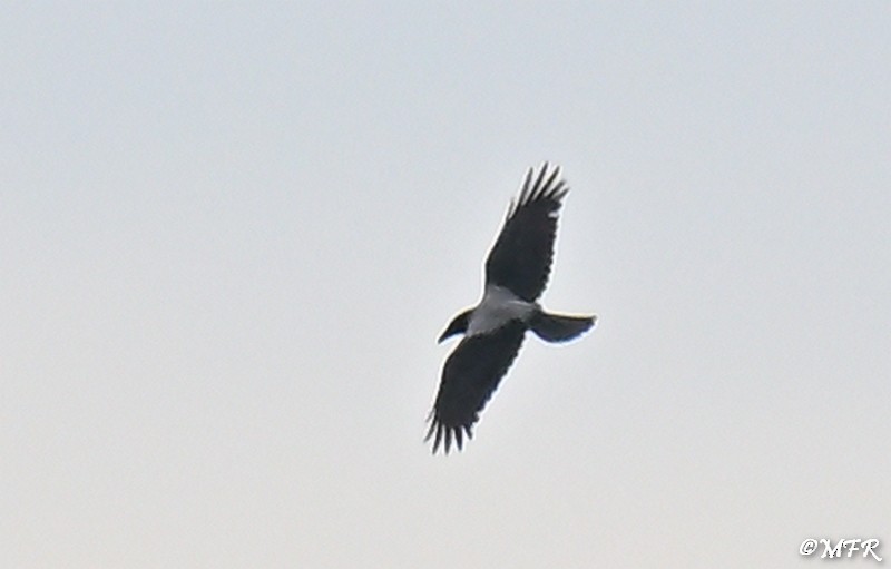 ズキンガラス - ML644501264