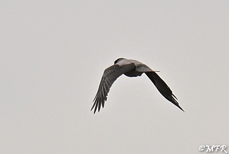 ズキンガラス - ML644501265