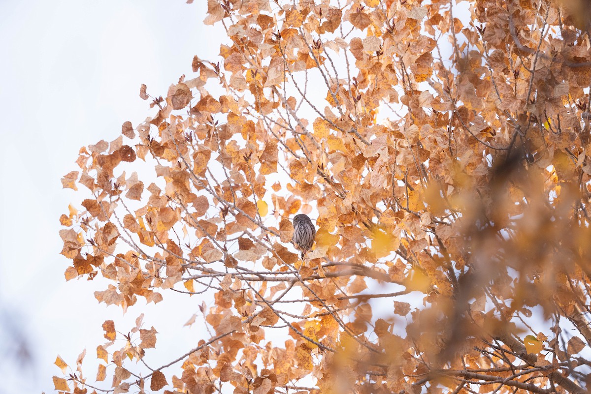 Northern Pygmy-Owl - ML644501266