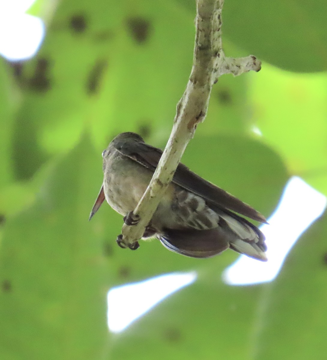 skjellbrystkolibri - ML644501267