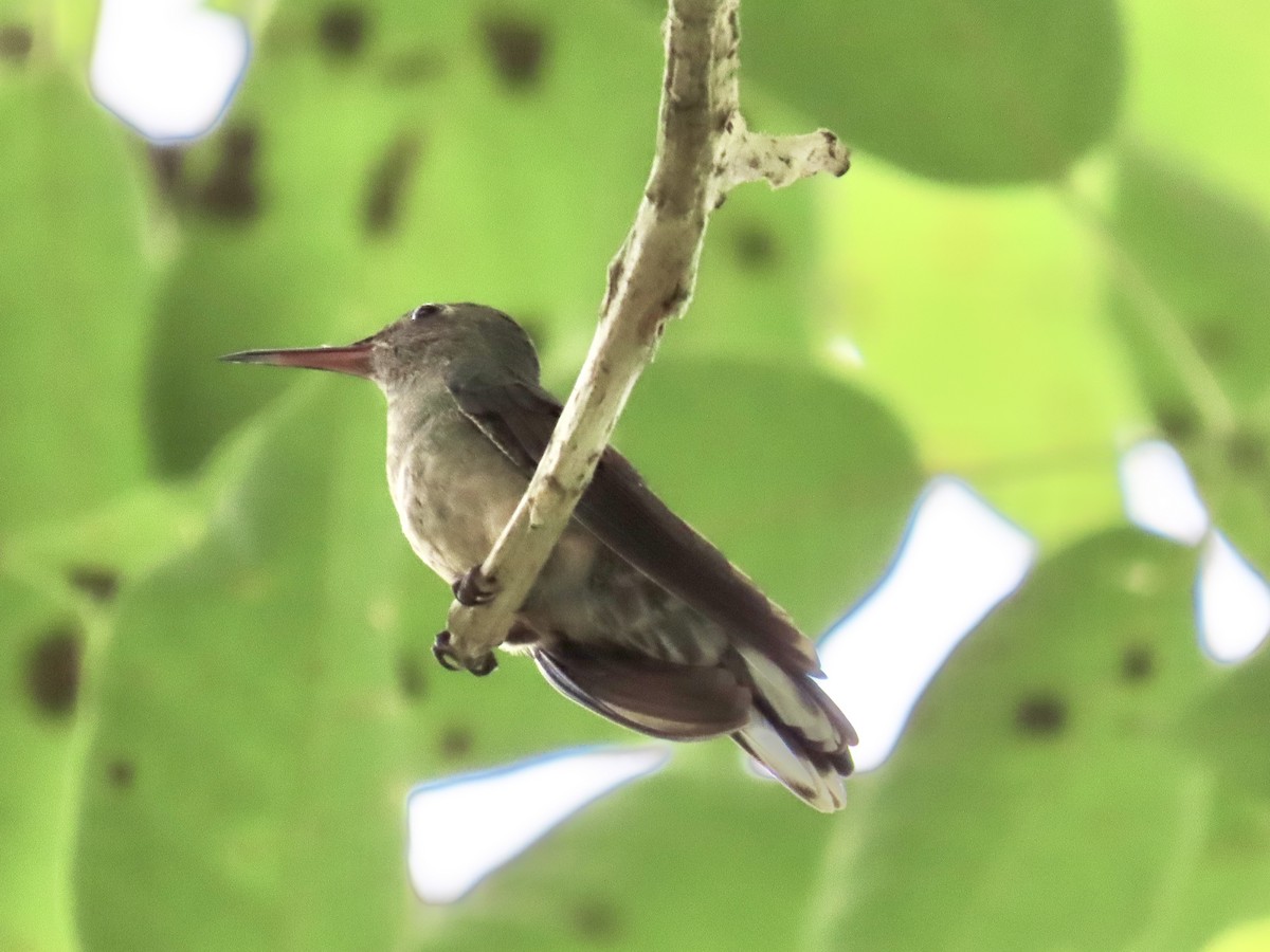 skjellbrystkolibri - ML644501268