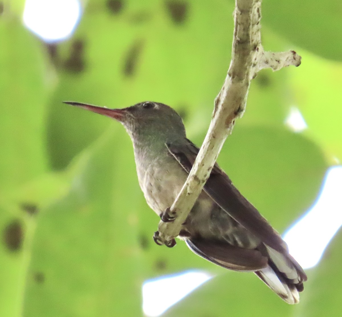 skjellbrystkolibri - ML644501269