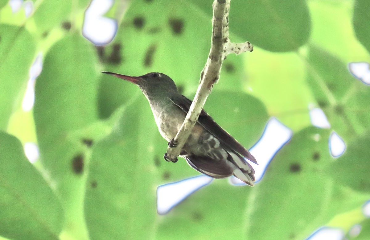 skjellbrystkolibri - ML644501270