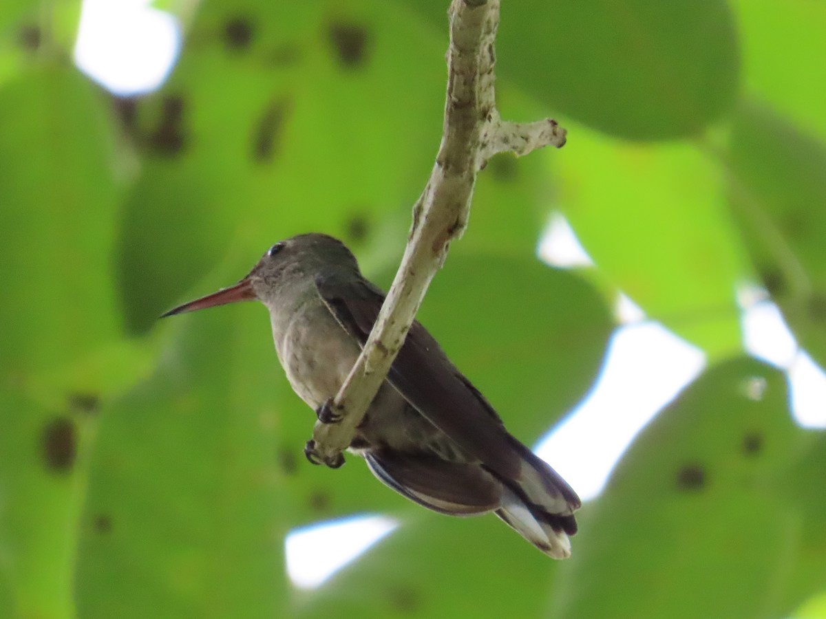 skjellbrystkolibri - ML644501271