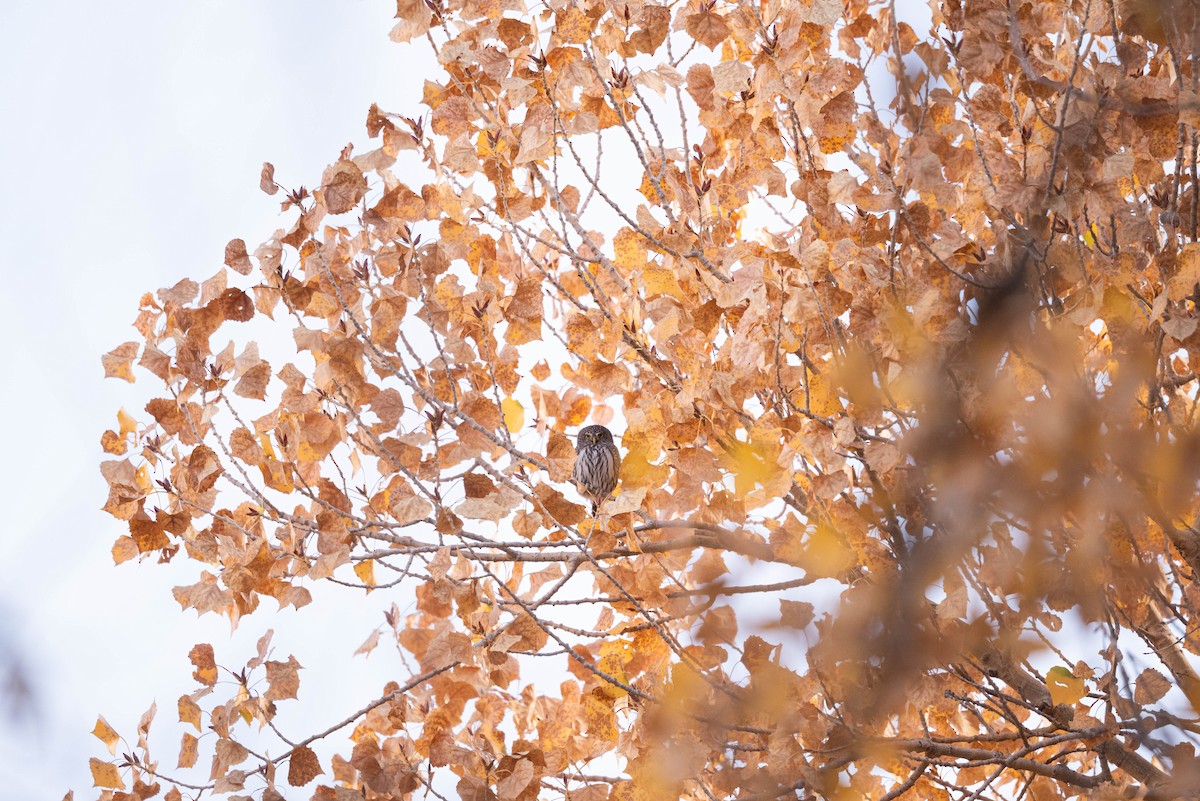 Northern Pygmy-Owl - ML644501273