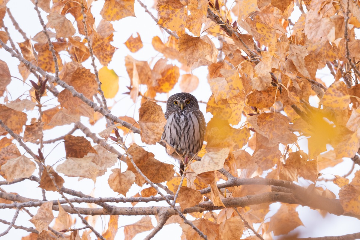 Northern Pygmy-Owl - ML644501274