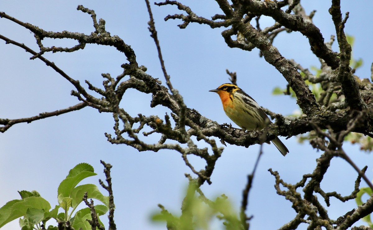 Turuncu Boğazlı Ötleğen - ML644501276