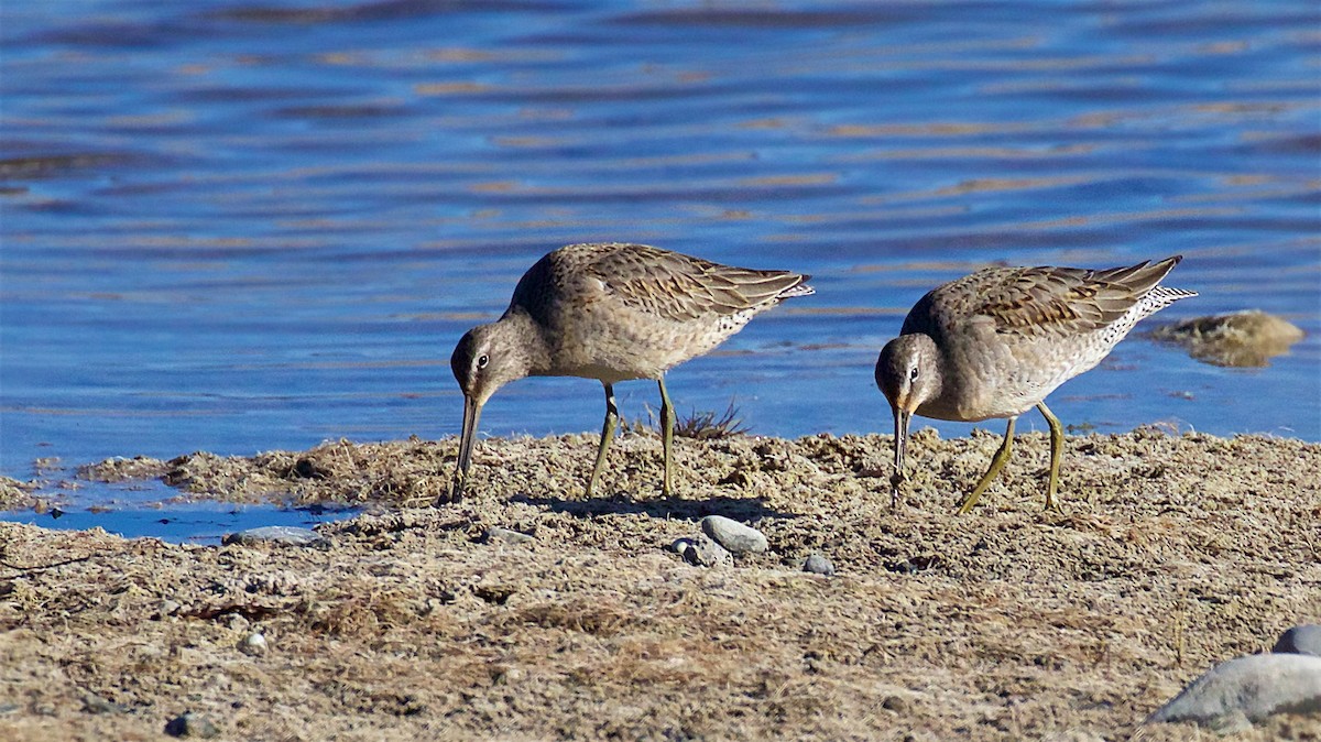Long-billed Dowitcher - ML644501277