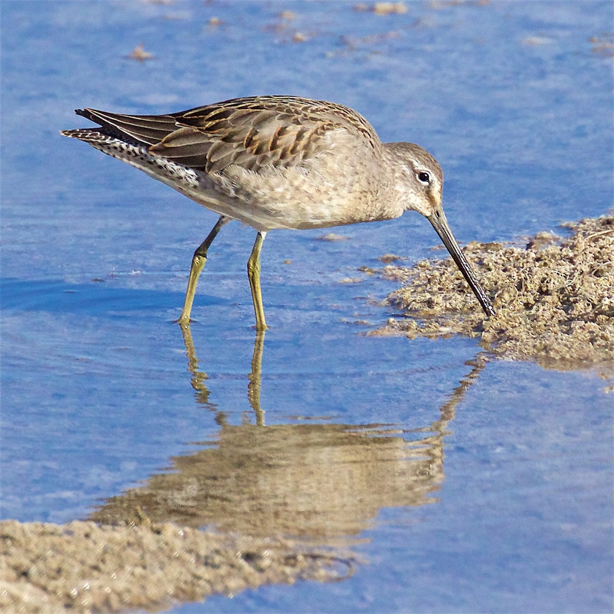 Long-billed Dowitcher - ML644501278