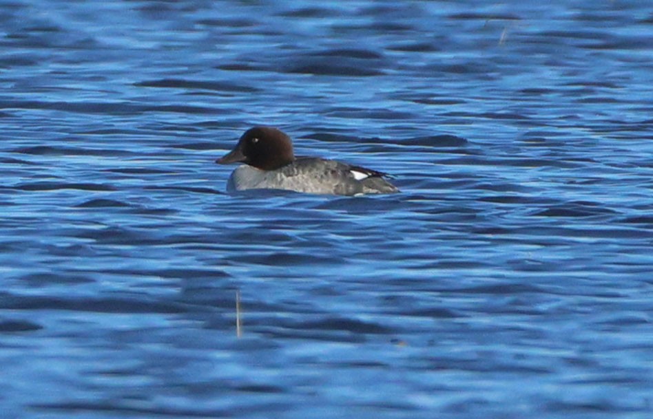 Common Goldeneye - ML644501279