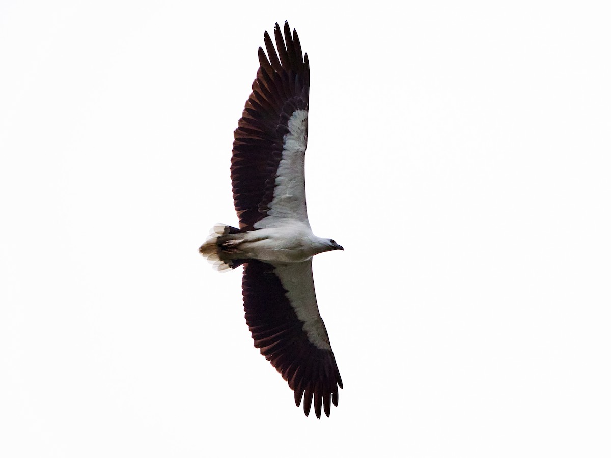 White-bellied Sea-Eagle - ML644501280