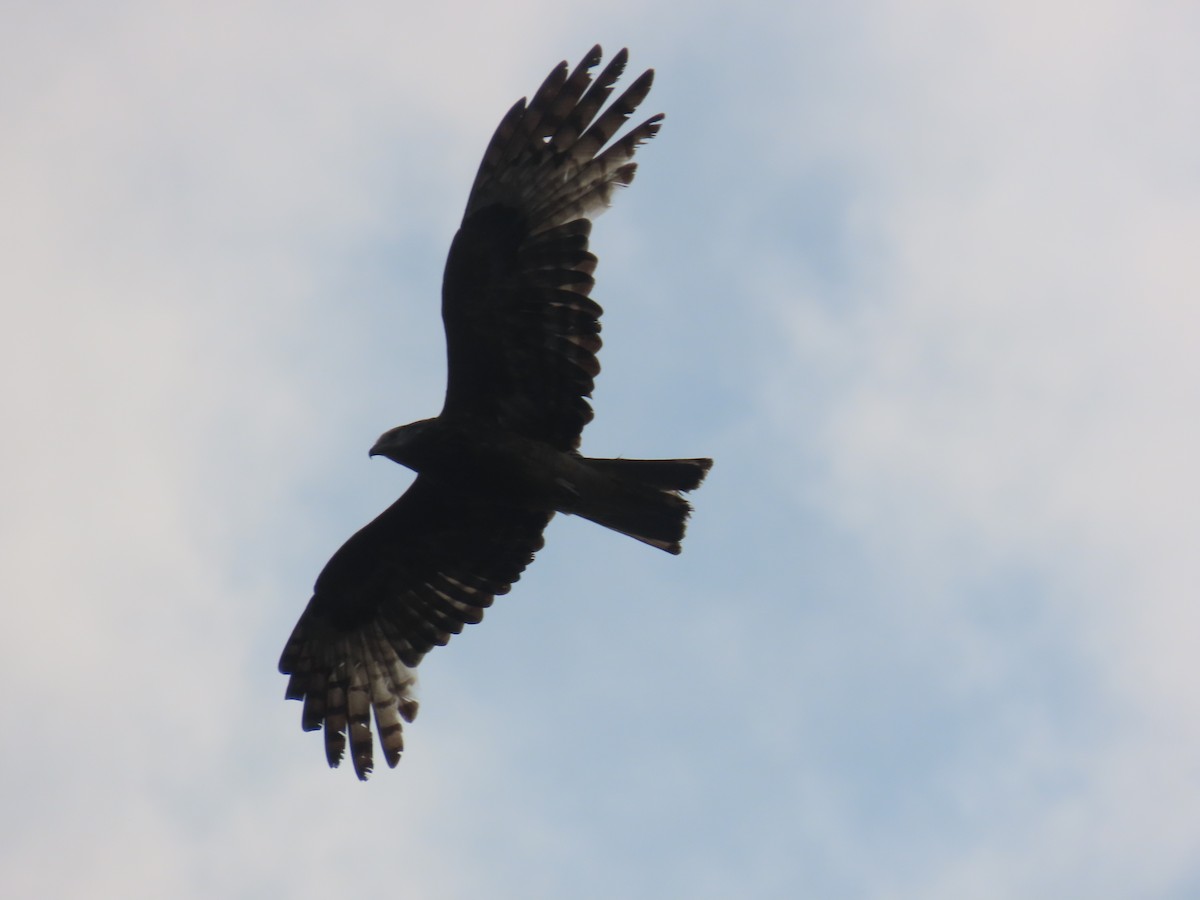 Square-tailed Kite - ML644501281