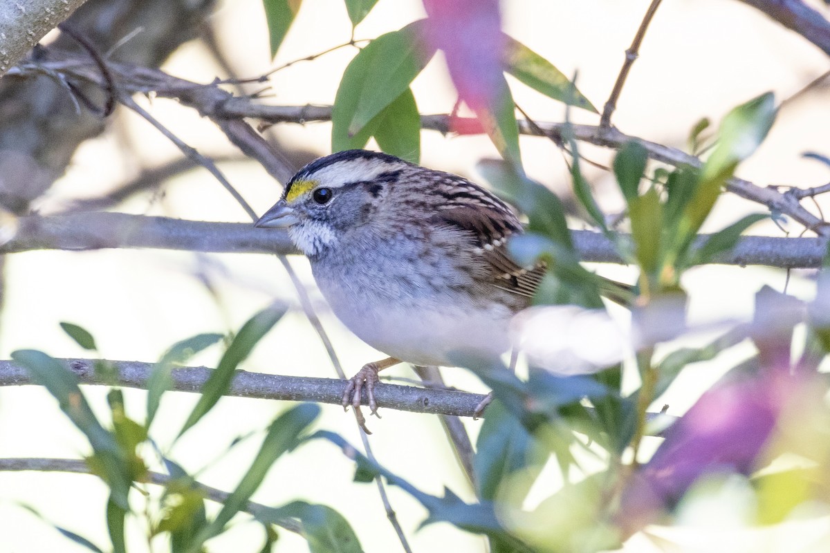 Бруант білогорлий - ML644501290