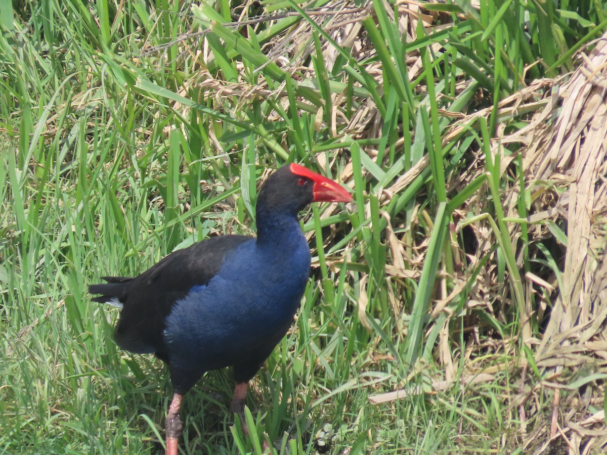 Australasian Swamphen - ML644501295