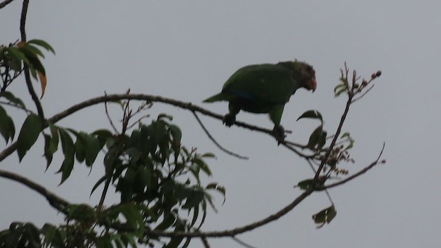 Vinaceous-breasted Amazon - ML644501296